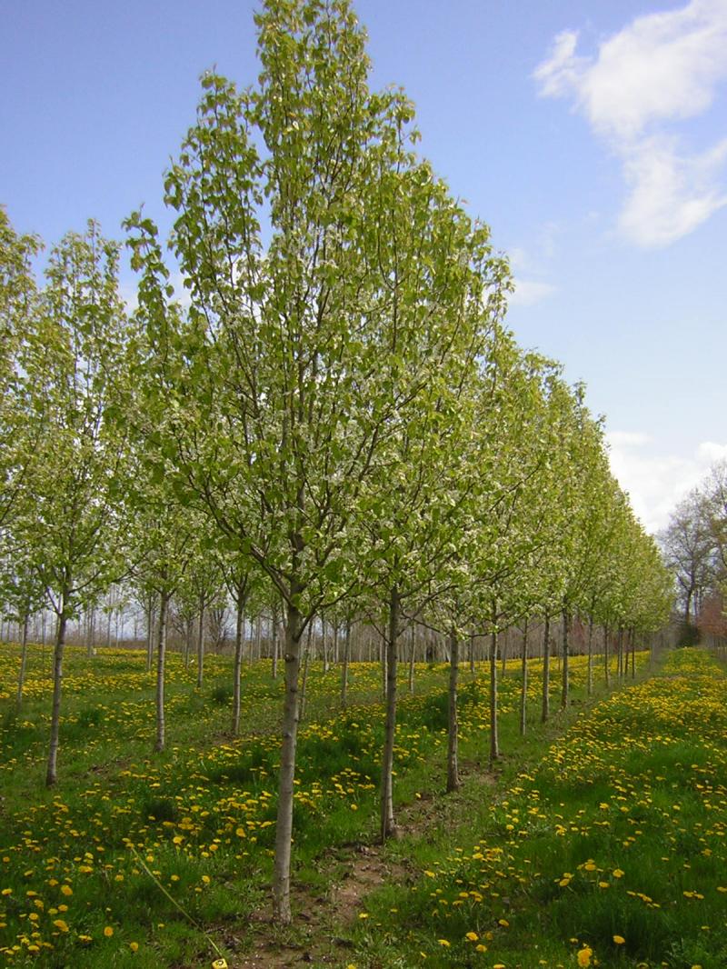 3in_Bradford_pear_001.25274749_std | CLARK BROTHERS NURSERY