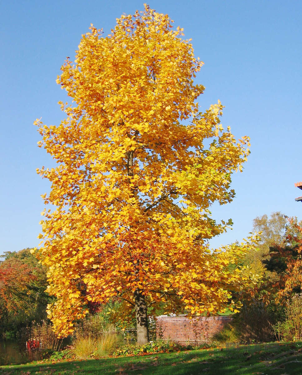 Tuliptree Guide: Growth, Care, and Unique Features