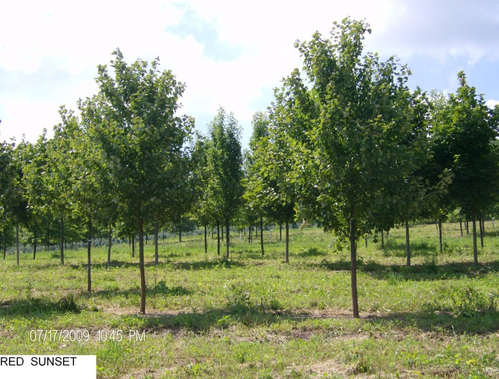 Red Pyramidal Maple Complete Guide to Red Maple Trees for Your Landscape