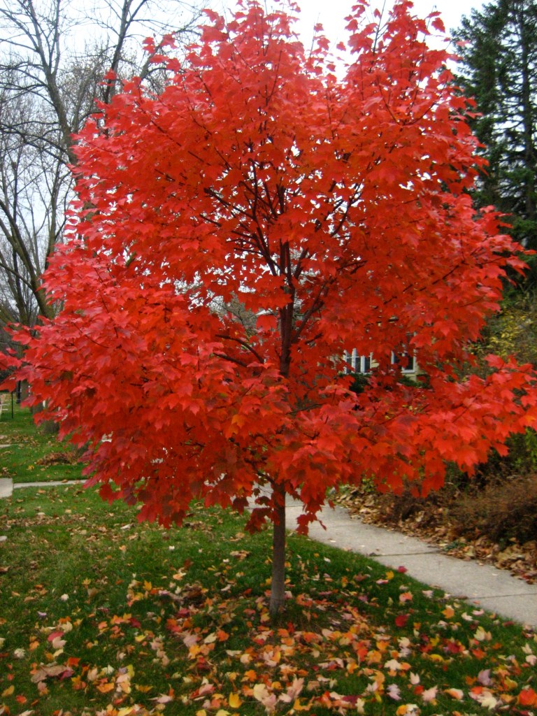 Red Maple Tree Examples Complete Guide to Red Maple Trees for Your Landscape